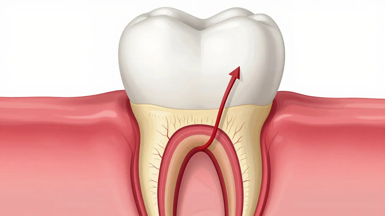 Příčný řez zubem ukazující citlivé dentinové tubuly a nerv